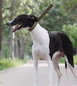 イタグレ 首輪 ハーフチョーク 犬 ペット用品 リード ロープ 散歩 お出かけ 外出 キャンバス ナイロン フック セット グレー シンプル 無地
