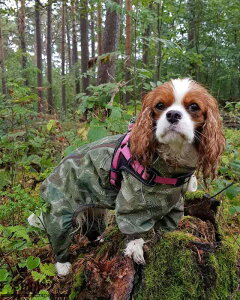 pCR[g ^p X|[c AEghA hJ h  h y lJo[ Sgی U o hbOEFA ubN Jt[W