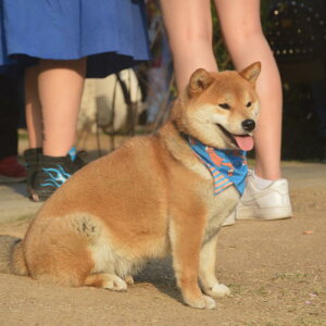 p o_i Op 悾ꂩ X^C Č S[fgo[ ^ ^ ^ o[Vu тɂ U o sN CG[ XC[c nEB
