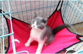 猫 ハンモック ケージ ニャンモック 吊り下げ ベッド ブランコ 通気性 洗える 取り付け簡単 金属フック ペット 小動物 フェレット シンプル 青 ピンク グレー 無地