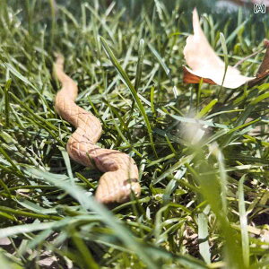 񂴂 {  VN RXv `Ci T_Ebh I wAANZT[  Vv ܂Ƃߔ ؐ  EF[u