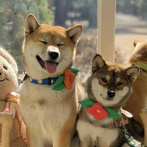    ANZT[ ybg L ObY  ߑ  Soh Lk `FbN XpR[ R[fC sN  IW ʐ^Be v[g