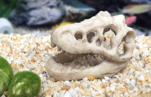 ANAE IuWF B  hXP[v I[ig i CAEg CeA  ӏ Mы ঒ W 