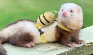 tFbg n[lX 킢  [v o ʐ^ Be  h~ ETM L ^ tbN GWF n` obN  sN  F