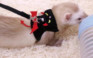 フェレット ハーネス かわいい 小悪魔 ペット 散歩 ベスト型 猫 翼 コスプレ 写真 撮影 柔らかい 黒 赤 紫 レジャー 鈴 調節