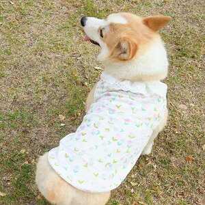   ̎q 킢 R[M[ rVt[[ t  ʋC t  Ăh~   傫TCY x[W  sN _炩 ^ ^