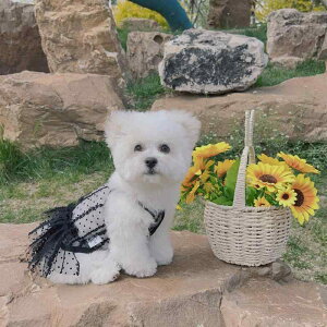   ̎q 킢 t  rVt[[ |jA ybg vZX hX VA[ [X hbg `[ ^Ngbv  J[L 傫TCY ^