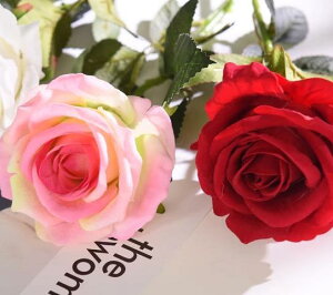 z  o A xA AWg CeA Bep  wi fR[V ANZT[ Vv i ͂ɂ sN 