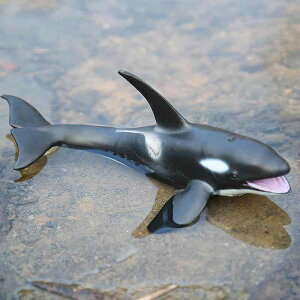 Cm tBMA Zbg NW V` T  q j̎q ̎q vX`bN 􂦂 F򂹂ɂ ~j`A RNV  mߋ A  v[g a