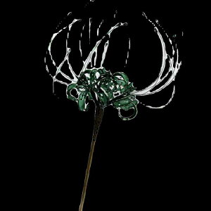 񂴂   fB[X  ފ݉ g a  wAANZT[ v[g