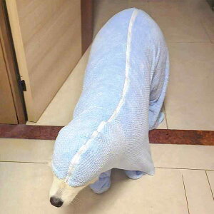  oX[u ybg _炩 Vv ^I z  t[h ^ ^  傫TCY ӂӂ   hC Wbp[