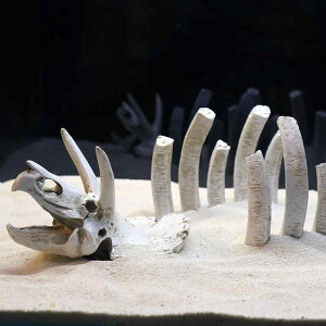 アクアリウム オブジェ 水槽 オーナメント 置物 ミニチュア 装飾 レイアウト デコレーション 熱帯魚 亀 爬虫類 ペット 飼育 隠れ家 個性的 かっこいい 恐竜 頭蓋骨