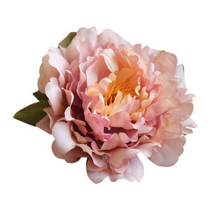   wANbv Õ   ؕ ԉ uC_ a l ʐ^Be OB ][g r[` t[ANZT[ 킢   