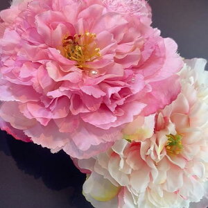   Õ   O    񂴂 wANbv wbhhX a D ؂₩ Cxg   sN