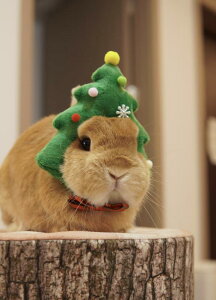 ybgpXq  Lp wbhhX 킢 ̖ RXv  ϐgObY ʐ^Be ʔ f