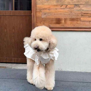  hbOEFA ^ ^ 킢  t ڐG⊴  eBA[hXJ[g tAs[X |GXef x[W U o efB rVt[[ {