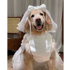  p  EFfBOhX R[M[ Č vZXhX { [X ӂӂ {[XJ[g |GXe tH[} 畞 ߑ 킢  Zj[