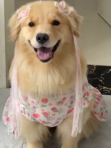  ^p іh~    ʋC S[fgo[ uh[ hbOs[X [hpDJt Ăh~ UV΍ |GXe