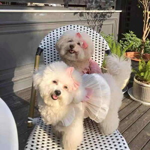 ybgphX  Lp  EFfBO uC_ tH[}  y ʋC rV efB vZXC [hz[ n[lXΉ t