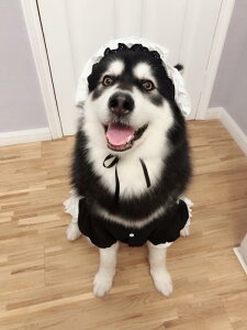 ybg ^ Ch EFfBOhX Gv RX`[ 킢 L[g   hbOEFA p[eB[ Cxg Ă΂ ϐg ߑ LOBe