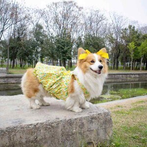  hbOEFA ėp  y ڐG⊴ 킢 { vZXhX tH[}s[X |GXe ig o Č R[M[