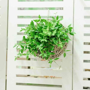 �� �Ǌ|�� �n���M���O�v�����^�[ ���҂� ���^���� ���҂� �o�X�P�b�g �n�[�g�^ �ϗt�A�� ���| �C���e���A ���^ ������� �A�ؔ� ���� ���O