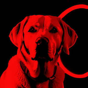 Ԃwi uh[go[ ̃O ̎ NbVJo[ 45×45cm Aj}   NbV{̕t `