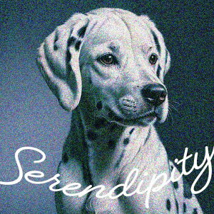 serendipity �_�����V�A�� �� ���킢�� ������� �N�b�V�����J�o�[ 45×45cm �A�j�}���� ���� �N�b�V�����{�̕t�� �����` ���t�@��