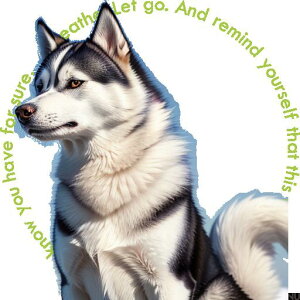  VxAnXL[ ^  R NbVJo[ 45×45cm Aj}   NbV{̕t ` t@