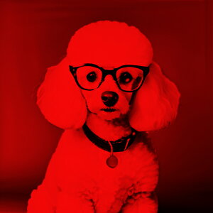 Kl v[h   NbVJo[ 45×45cm Aj}  NbV{̕t ` t@