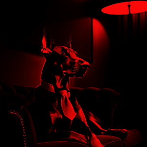 �\�t�@ �h�[�x���}�� �l�N�^�C �����v �� �N�b�V�����J�o�[ 45×45cm �A�j�}���� ������� ���� �N�b�V�����{�̕t�� �����` ���t�@��