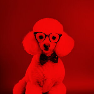 Kl v[h lN^C ԐFwi NbVJo[ 45×45cm Aj}   NbV{̕t ` t@