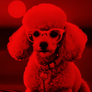 Kl v[h  NbVJo[ 45×45cm Aj}   NbV{̕t ` t@