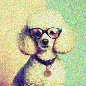 ዾ v[h  NbVJo[ 45×45cm Aj}   NbV{̕t ` t@