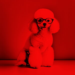 Kl v[h   NbVJo[ 45×45cm Aj}  NbV{̕t ` t@