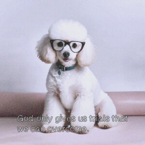 Kl v[h NbVJo[ 45×45cm Aj}   NbV{̕t ` t@