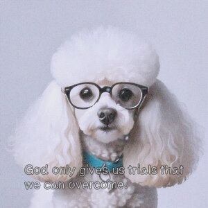 ዾ  p̃eLXg NbVJo[ 45×45cm Aj}   NbV{̕t ` t@