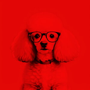 Kl v[h Ԃwi NbVJo[ 45×45cm Aj}   NbV{̕t ` t@