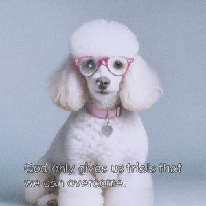 Kl v[h sN̎ n[g̃lbNX NbVJo[ 45×45cm Aj}   NbV{̕t ` t@