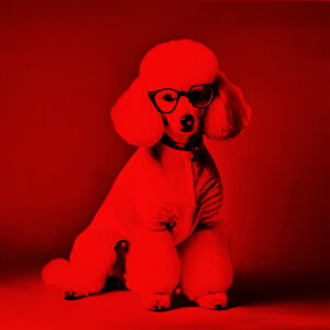 ዾ v[h  X^CbV   NbVJo[ 45×45cm Aj}  NbV{̕t ` t@