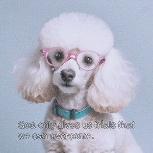 ዾ v[h  p̕ NbVJo[ 45×45cm Aj}   NbV{̕t ` t@