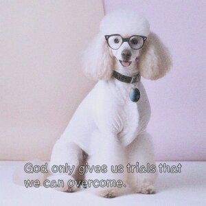 Kl v[h  ^ NbVJo[ 45×45cm Aj}   NbV{̕t ` t@