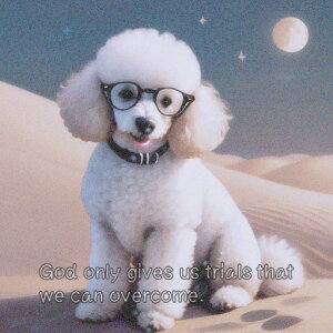  v[h Kl    NbVJo[ 45×45cm Aj}   NbV{̕t ` t@