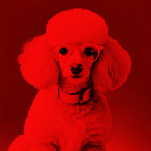 ዾ v[h ԐF  NbVJo[ 45×45cm Aj}   NbV{̕t ` t@