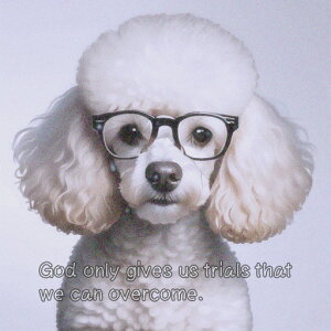 Kl v[h ʔ C  NbVJo[ 45×45cm Aj}  NbV{̕t ` t@