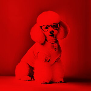 ߂ v[h  ԐF NbVJo[ 45×45cm Aj}   NbV{̕t ` t@