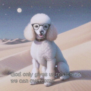  v[h Kl   u NbVJo[ 45×45cm Aj}   NbV{̕t ` t@