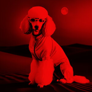 ԃtB^[ v[h  TOX   NbVJo[ 45×45cm Aj}   NbV{̕t ` t@