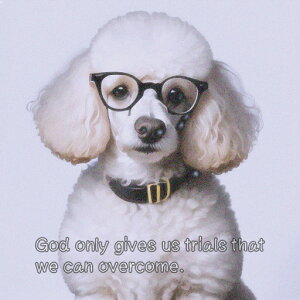 Kl v[h  p NbVJo[ 45×45cm Aj}   NbV{̕t ` t@