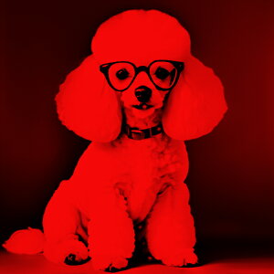 Kl v[h  NbVJo[ 45×45cm Aj}   NbV{̕t ` t@